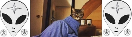 Macskák idegenek (cat) macskák idegenek