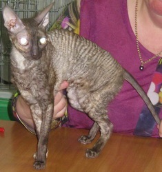 Macskák Cornish Rex történelem, temperamentum és fotó (Cornish Rex) Macskák Cornish Rex történelem, temperamentum és fotók