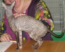 Macskák Cornish Rex történelem, temperamentum és fotó (történet) Macskák Cornish Rex történelem, temperamentum és fotók
