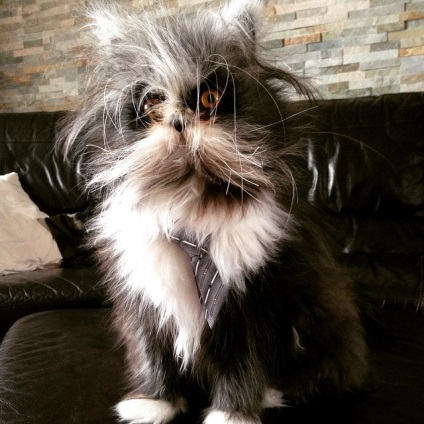 Cat atchum (ahogy vált híressé) Côte atchum