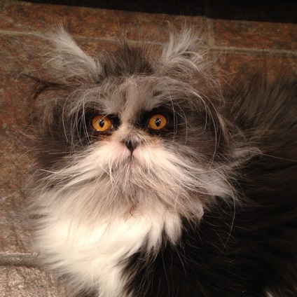 Cat atchum (atchum) Côte atchum
