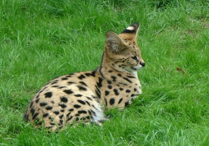 Serval macska (55 fotó) több afrikai fajta, cica, leírást és videó (fotó) Serval macska (55 fotó) több afrikai fajta, cica, leírás, videó