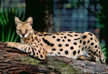 Serval macska (55 fotó) több afrikai fajta, a cica, a leírás, a videó (afrikai) Serval macska (55 fotó) több afrikai fajta, cica, leírás, videó