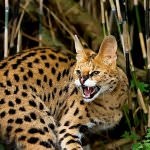 Serval macska (55 fotó) több afrikai fajta, a cica, a leírás, a videó (nagy) Serval macska (55 fotó) több afrikai fajta, cica, leírás, videó