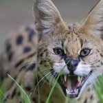 Serval macska (55 fotó) több afrikai fajta, a cica, a leírás, a videó (szervál) Serval macska (55 fotó) több afrikai fajta, cica, leírás, videó