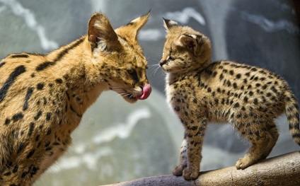 Serval macska (55 fotó) több afrikai fajta, cica, leírást és videó (fotó) Serval macska (55 fotó) több afrikai fajta, cica, leírás, videó