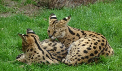 Serval macska (55 fotó) több afrikai fajta, cica, leírást és videó (fotó) Serval macska (55 fotó) több afrikai fajta, cica, leírás, videó