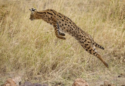 Serval macska (55 fotó) több afrikai fajta, cica, leírást és videó (fotó) Serval macska (55 fotó) több afrikai fajta, cica, leírás, videó