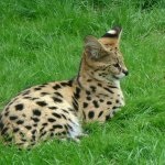 Serval macska (55 fotó) több afrikai fajta, cica, leírást és videó (fotó) Serval macska (55 fotó) több afrikai fajta, cica, leírás, videó