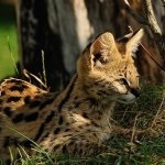 Serval macska (55 fotó) több afrikai fajta, cica, leírást és videó (fotó) Serval macska (55 fotó) több afrikai fajta, cica, leírás, videó