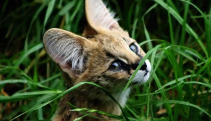 Serval macska (55 fotó) több afrikai fajta, cica, leírást és videó (fotó) Serval macska (55 fotó) több afrikai fajta, cica, leírás, videó