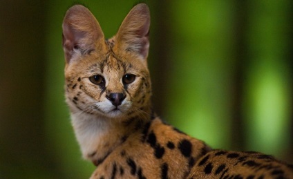 Serval macska (55 fotó) több afrikai fajta, a cica, a leírás, a videó (afrikai) Serval macska (55 fotó) több afrikai fajta, cica, leírás, videó