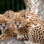 Serval macska (55 fotó) több afrikai fajta, a cica, a leírás, a videó (szervál) Serval macska (55 fotó) több afrikai fajta, cica, leírás, videó