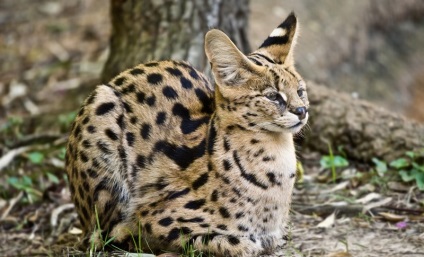 Serval macska (55 fotó) több afrikai fajta, a cica, a leírás, a videó (szervál) Serval macska (55 fotó) több afrikai fajta, cica, leírás, videó