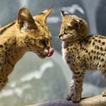 Serval macska (55 fotó) több afrikai fajta, a cica, a leírás, a videó (nagy) Serval macska (55 fotó) több afrikai fajta, cica, leírás, videó