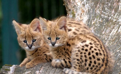 Serval macska (55 fotó) több afrikai fajta, cica, leírást és videó (fotó) Serval macska (55 fotó) több afrikai fajta, cica, leírás, videó