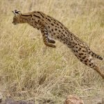 Serval macska (55 fotó) több afrikai fajta, cica, leírást és videó (fotó) Serval macska (55 fotó) több afrikai fajta, cica, leírás, videó