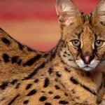 Serval macska (55 fotó) több afrikai fajta, cica, leírást és videó (fotó) Serval macska (55 fotó) több afrikai fajta, cica, leírás, videó