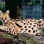 Serval macska (55 fotó) több afrikai fajta, a cica, a leírás, a videó (afrikai) Serval macska (55 fotó) több afrikai fajta, cica, leírás, videó