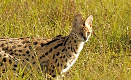 Serval macska (55 fotó) több afrikai fajta, cica, leírást és videó (fotó) Serval macska (55 fotó) több afrikai fajta, cica, leírás, videó