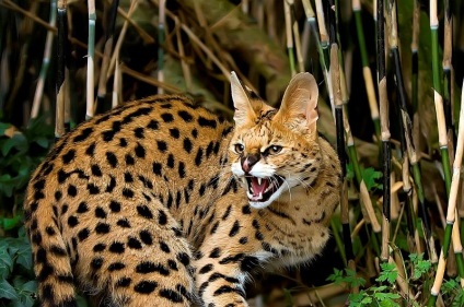 Serval macska (55 fotó) több afrikai fajta, cica, leírás, videó