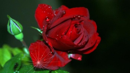Vörös rózsa - virág szimbóluma England