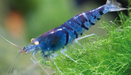 Garnélarák, tigris és az atlanti (Leander modestus Heller) Garnélarák, tigris és az Atlanti-