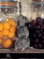 Patkányok, kik ők (patkány) Patkányok kik ők