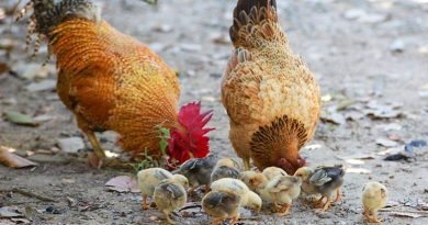 Csirkék eszik hab kurosayt - a mezőgazdasági