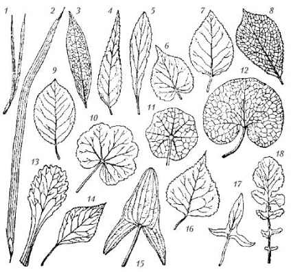 Lándzsa alakú levél - azt (folium más) Lándzsa alakú levél - azt