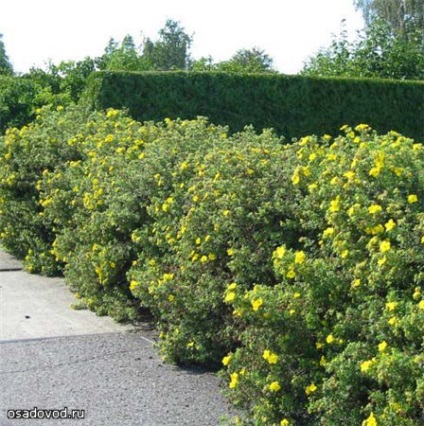 Cinquefoil cserje, osadovod - minden Sade, kert- és tervezés