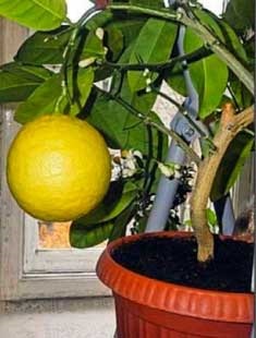 Lemon egy bankban - termesztés és karbantartása, helyén a kertben, ház és a szobanövények