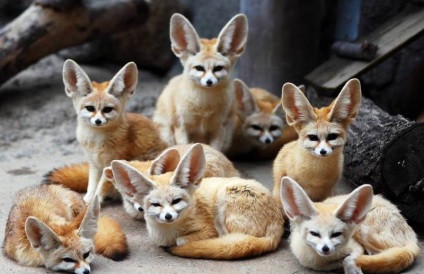 Fox Fenech (50 fotó) A legkisebb bolsheuhaya kutya, mint egy kedvtelésből tartott állat honos (a róka) Fox Fenech (50 fotó) A legkisebb bolsheuhaya kutya, mint egy kedvtelésből tartott állat honos,