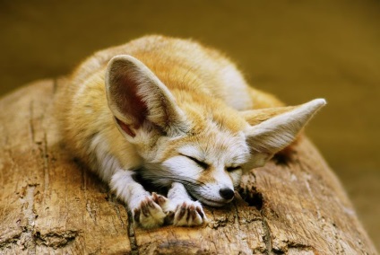 Fox Fenech (50 fotó) A legkisebb bolsheuhaya kutya, mint egy kedvtelésből tartott állat honos,