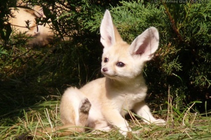 Fox Fenech (50 fotó) A legkisebb bolsheuhaya kutya, mint egy kedvtelésből tartott állat honos (Fenech) Fox Fenech (50 fotó) A legkisebb bolsheuhaya kutya, mint egy kedvtelésből tartott állat honos,