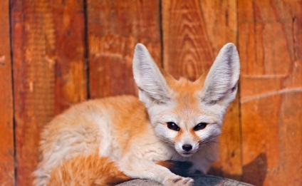 Fox Fenech (50 fotó) A legkisebb bolsheuhaya kutya, mint egy kedvtelésből tartott állat honos (bolsheuhaya) Fox Fenech (50 fotó) A legkisebb bolsheuhaya kutya, mint egy kedvtelésből tartott állat honos,