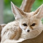 Fox Fenech (50 fotó) A legkisebb bolsheuhaya kutya, mint egy kedvtelésből tartott állat honos (bolsheuhaya) Fox Fenech (50 fotó) A legkisebb bolsheuhaya kutya, mint egy kedvtelésből tartott állat honos,