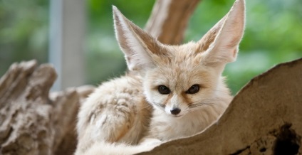 Fox Fenech (50 fotó) A legkisebb bolsheuhaya kutya, mint egy kedvtelésből tartott állat honos (Fenech) Fox Fenech (50 fotó) A legkisebb bolsheuhaya kutya, mint egy kedvtelésből tartott állat honos,