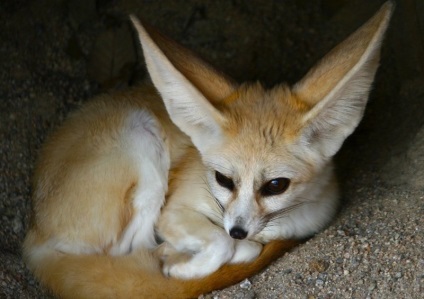 Fox Fenech (50 fotó) A legkisebb bolsheuhaya kutya, mint egy kedvtelésből tartott állat honos,