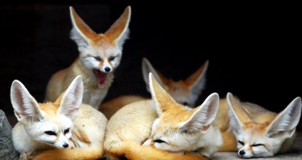 Fox Fenech (50 fotó) A legkisebb bolsheuhaya kutya, mint egy kedvtelésből tartott állat honos (a róka) Fox Fenech (50 fotó) A legkisebb bolsheuhaya kutya, mint egy kedvtelésből tartott állat honos,