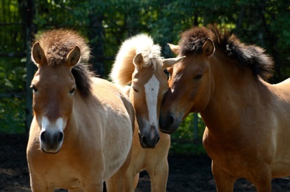 Przewalski ló - a megújult fajta vörös könyvek