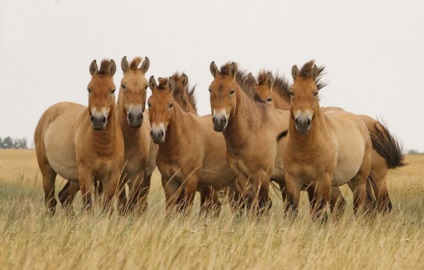 Przewalski ló - a megújult fajta vörös könyvek (piros) Przewalski ló - a megújult fajta vörös könyvek