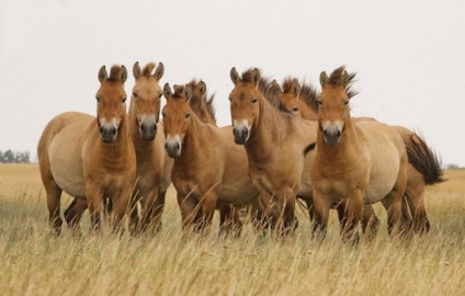 Przewalski ló - a megújult fajta vörös könyvek