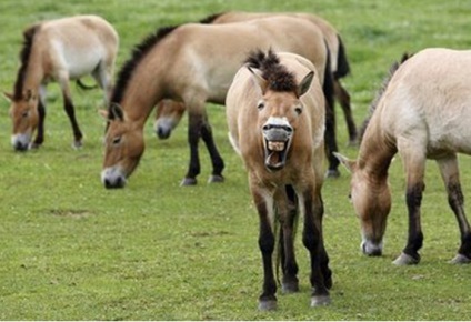 Przewalski ló - a megújult fajta vörös könyvek