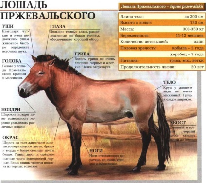 Przewalski ló - a megújult fajta vörös könyvek (piros) Przewalski ló - a megújult fajta vörös könyvek