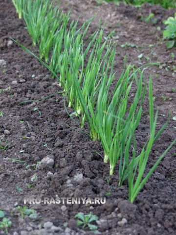 Allium nutans hasznos tulajdonságok és termesztése (ültetés, gondozás, tenyésztés, fajta)