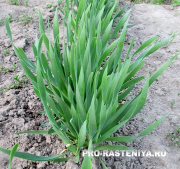 Allium nutans hasznos tulajdonságok és termesztése (ültetés, gondozás, tenyésztés, fajta) (szaporodás) Allium nutans hasznos tulajdonságok és termesztése (ültetés, gondozás, tenyésztés, fajta)