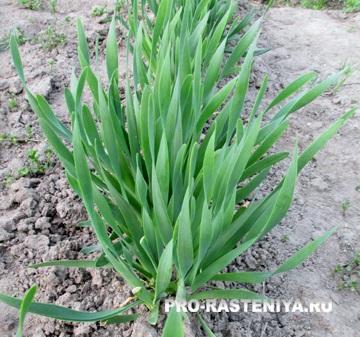 Allium nutans hasznos tulajdonságok és termesztése (ültetés, gondozás, tenyésztés, fajta)