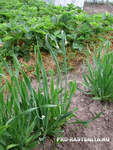 Allium nutans hasznos tulajdonságok és termesztése (ültetés, gondozás, tenyésztés, fajta)