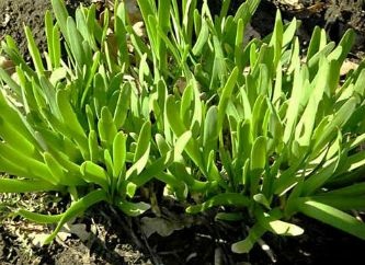 Allium nutans növekvő magról (Allium nutans) Allium nutans növekvő magról